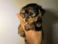 Bebek Yorkie Yavruları