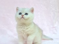 A KALİTE SAFKAN BRİTİSH SHORTHAİR SUNSHİNE YAVRUM