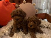 Minyatür kore toy poodle köpekler