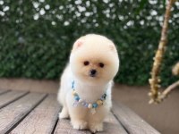 Show Kalite Pomeranian Boo Yavrular