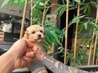 Poodle kalitesinde maltipoo