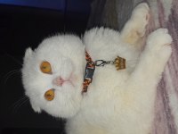scottish fold