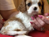 Irk ve sağlık garantili cavalier king charles yavrularım