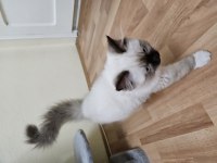 Sahiplenmek İsteyenler İçin Ragdoll Dişi Yavrum Tarçın