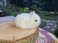 Hollanda mini lop cüce tavşanlar A kalite