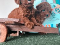 TOY POODLE YAVRULAR