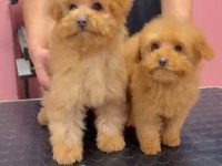 Red-Apricot Poodle Yavrular