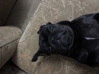 Yetişkin iki yaşında pug safkan dişi ve erkek var siyah