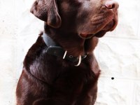 2 YAŞINDA KISIR ERKEK ÇİKOLATA LABRADOR