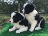 Irk Ve Sağlık Garantili Border Collie Yavrular