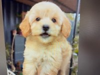 YAVRU GOLDEN RETRİEVER KÖPEĞİ