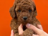 Güvenilir Çiftliğimizden Poodle