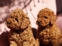Red Toy Poodle