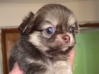 Tatlı şivava chihuahua köpeğimiz