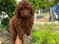 Anne altından red Brown poodle yavrumuz