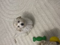 Yavru maltipoo köpekler