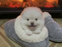 Teddy Bear Kar Beyaz Pomeranian Boo Erkek Prens