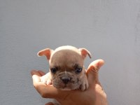 Lilac fawn french bulldog yavrularımız