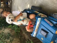 Maltipoo oğluma yeni yuva