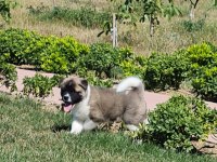 Yüksek Kalite Amerikan Akita Yavrular Sun Kennels