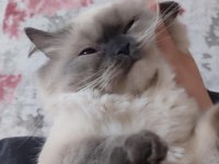 BRİTİSH LONGHAİR BLUEPOİNT KIZIMI SAHİPLENRİRİYORUM