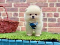 Safkan Pomeranian Boo Yavrularımız