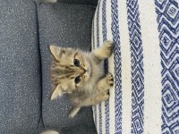 4 tatlı kardeş kediler
