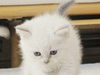 Muhteşem british longhair safkan yavrularım