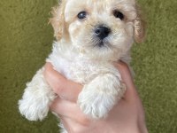 Tuvalet eğitimli aşılı maltipoo