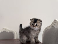 Erkek scottish fold yavrum