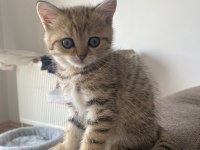 3 minik scottish fold yavrumu sahiplendirmek istiyorum
