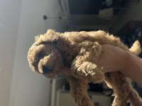 ANNE BABA ORJİNAL TOY POODLE BEBEKLER
