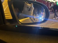 POMERANİAN BOO BOBY