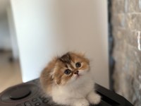 SCOTTISH FOLD YAVRULARIM 