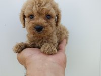 Orjinal Toy Poodle Bebeklerimiz