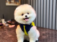Dişi ve erkek pomeranian boo yavrularımız