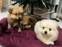 Pomeranian bebelerimiz