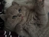 Safkan British Shorthair Erkek Yavru Aşıları Tam