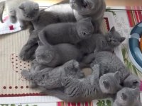 BEKLENEN İLAN AÇILDI A+ SAF KAN BRITISH SHORTHAIR YAVRULAR