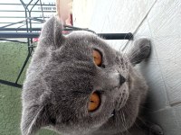 Ücretsiz sahiplendirecek takip şartı ile scottish fold