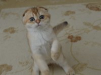 Golden scottish fold erkek yavru