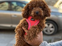 Toy poodle dişi yavrumuz