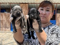 Cane Corso yavrularımız ruhsatlı çiftliğinden