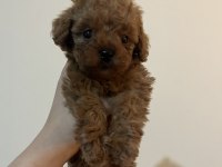 Mikro toy poodle