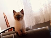Kedimiz Pertev