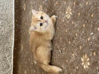 British shorthair yavru dişi renk kodu by11