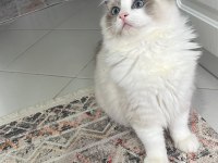 Ragdoll Yavrular 5 Günlük