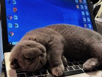 British Kedim Shorthair