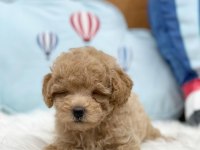 IRK GARANTİLİ MALTİPOO YAVRULARI