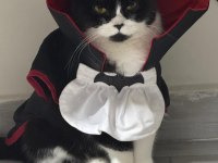 Ücretsiz bitter british shorthair kardeşler
